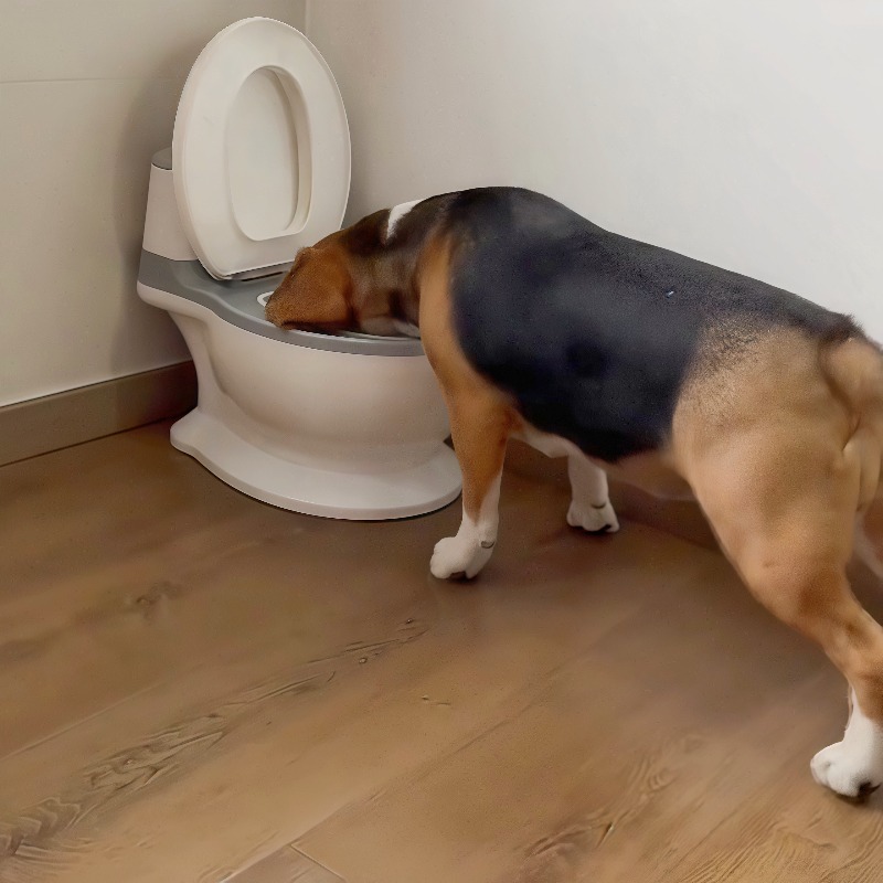 2026 Nova Tigela de Alimentaçã - Pet Feeders avaliação e preço